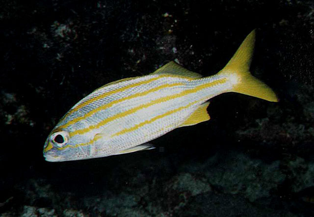 Brachygenys chrysargyrea