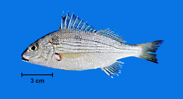 Haemulopsis corvinaeformis
