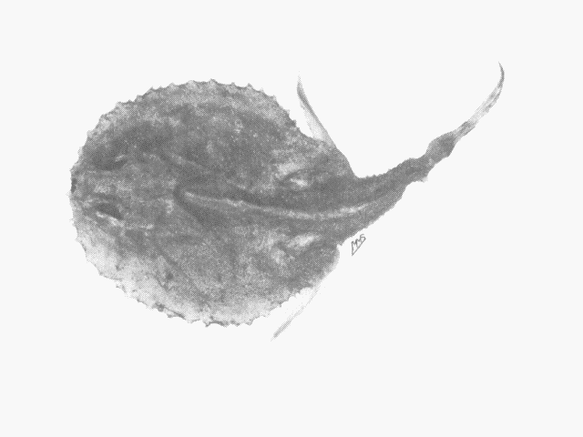 Halieutaea hancocki