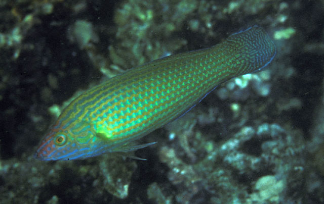 Halichoeres kallochroma