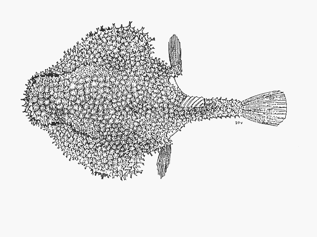 Coelophrys micropus