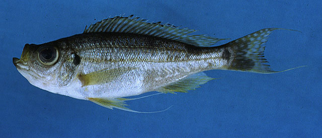 Haplotaxodon microlepis