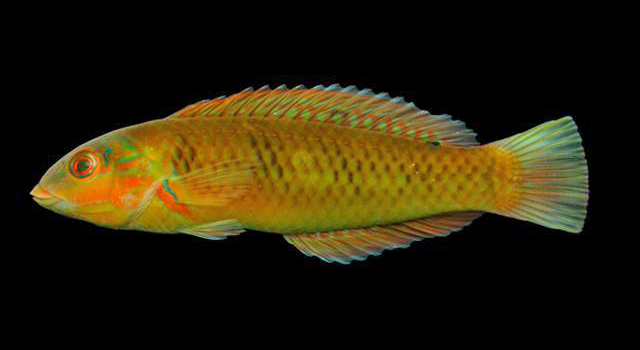 Halichoeres poeyi