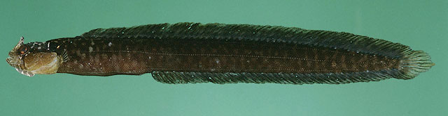 Halidesmus thomaseni