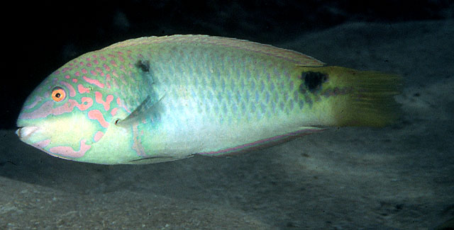 Halichoeres trimaculatus
