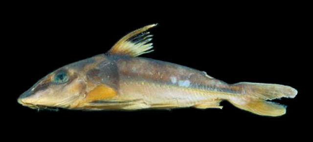 Hassar wilderi