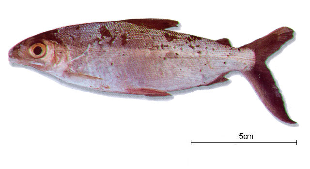 Hemiodus argenteus