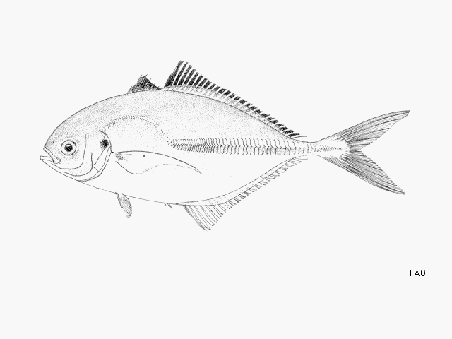 Hemicaranx bicolor
