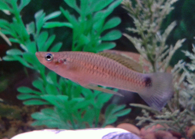 Pseudoxiphophorus bimaculatus