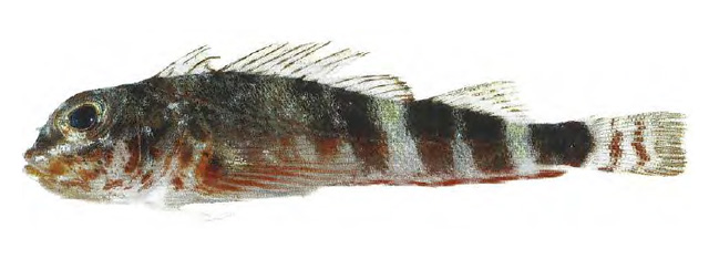 Helcogramma cerasina