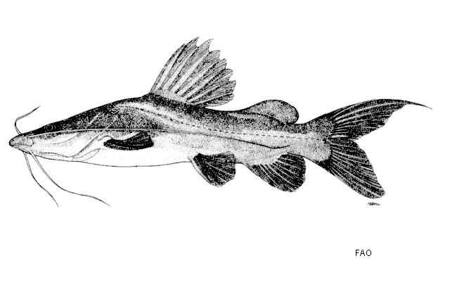 Hemibagrus filamentus