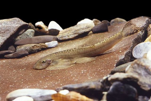 Hemimyzon formosanus