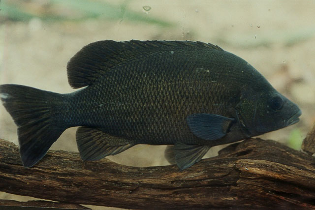 Hephaestus fuliginosus