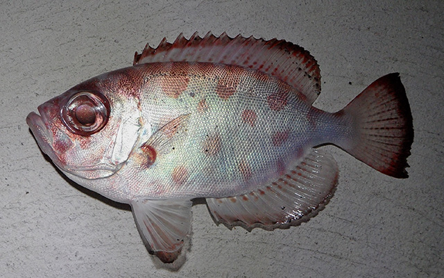 Heteropriacanthus fulgens