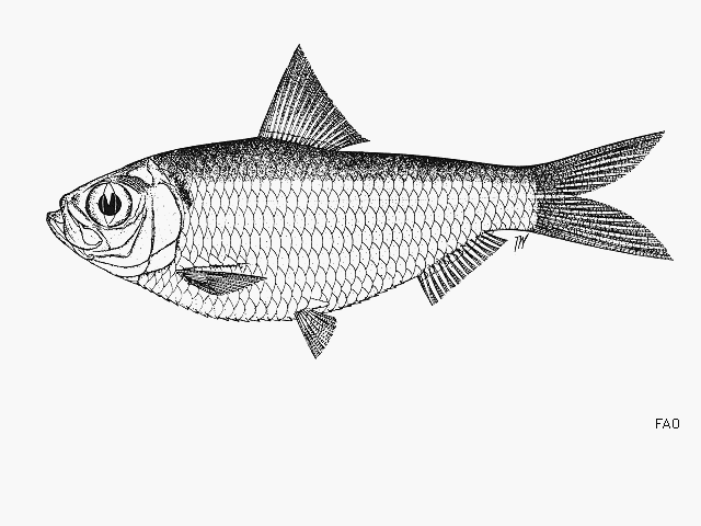 Herklotsichthys gotoi