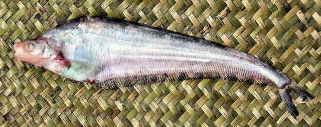 Hemisilurus heterorhynchus