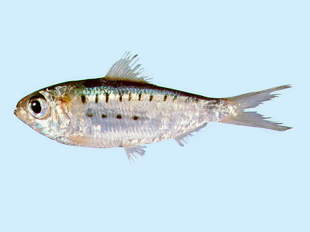 Herklotsichthys koningsbergeri