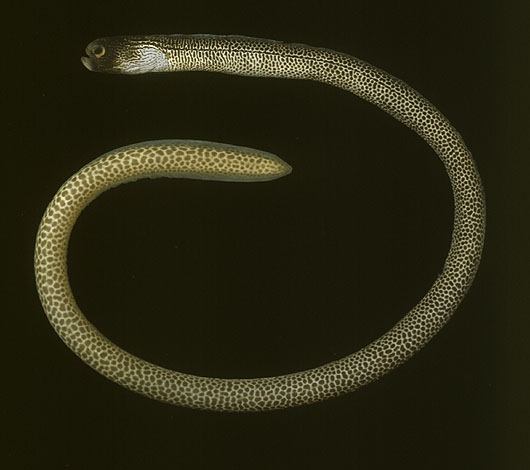 Heteroconger lentiginosus