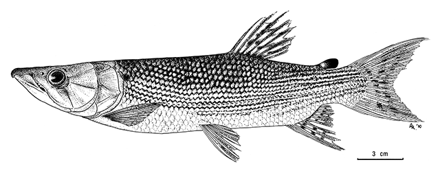 Hepsetus lineatus