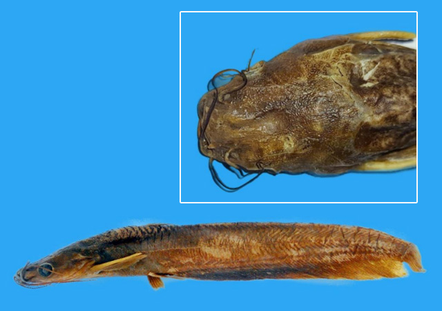 Heteropneustes longipectoralis