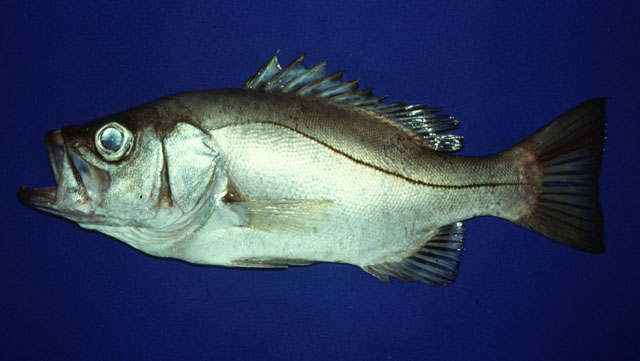 Hemilutjanus macrophthalmos