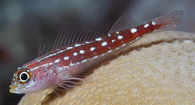 Helcogramma maldivensis