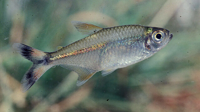 Hemigrammus marginatus
