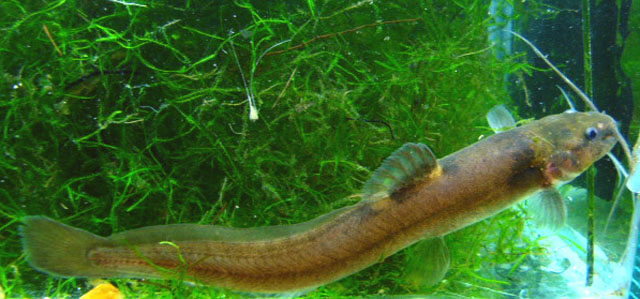 Heptapterus mustelinus