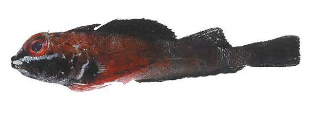 Helcogramma nigra