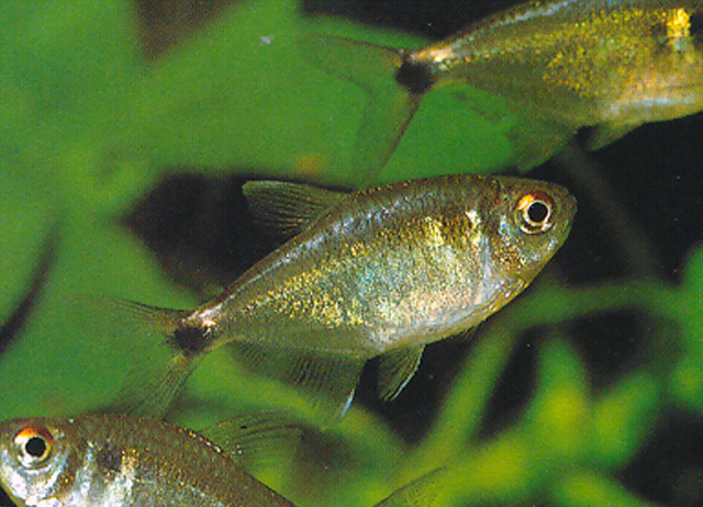 Holopristis ocellifera