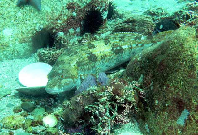 Hexagrammos otakii
