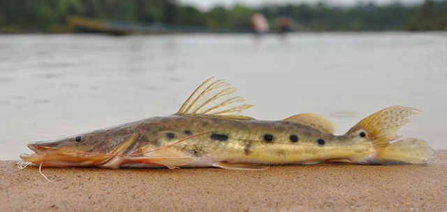 Hemisorubim platyrhynchos