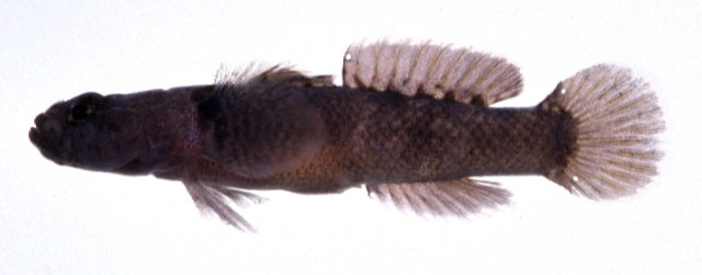 Hetereleotris poecila