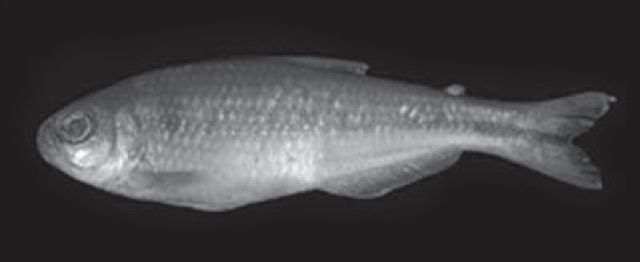 Hemibrycon quindos