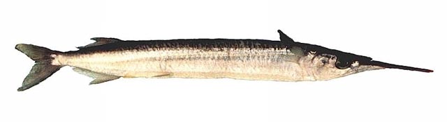 Hemiramphus robustus
