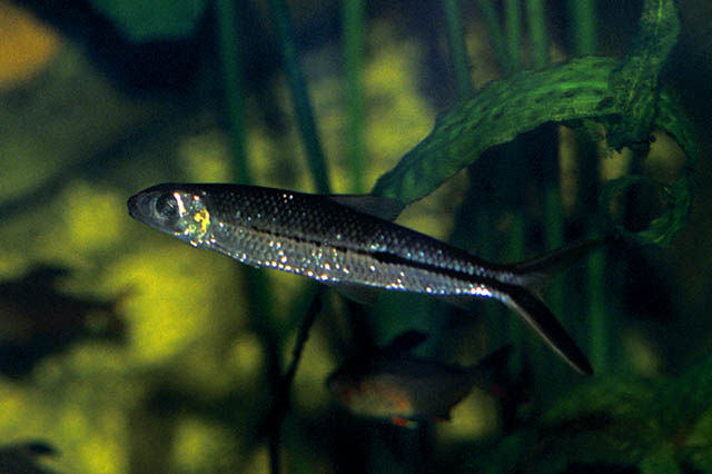 Hemiodus ternetzi