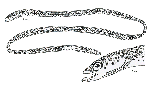 Heteroconger tomberua