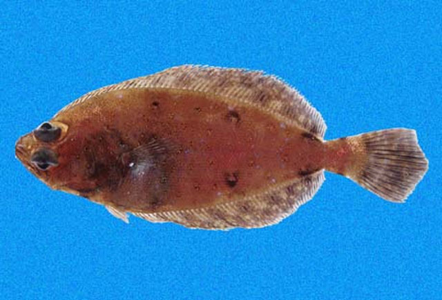 Hippoglossina bollmani