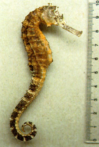 Hippocampus comes