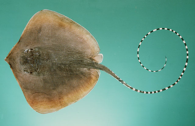 Maculabatis gerrardi