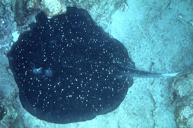 Urogymnus granulatus