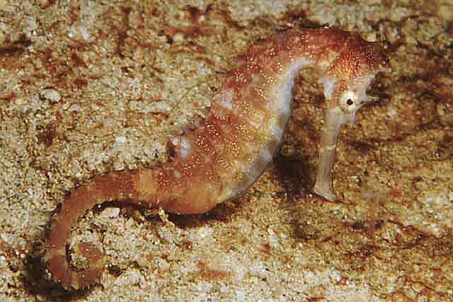 Hippocampus histrix