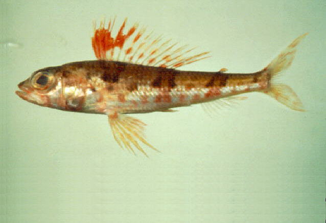 Hime japonica