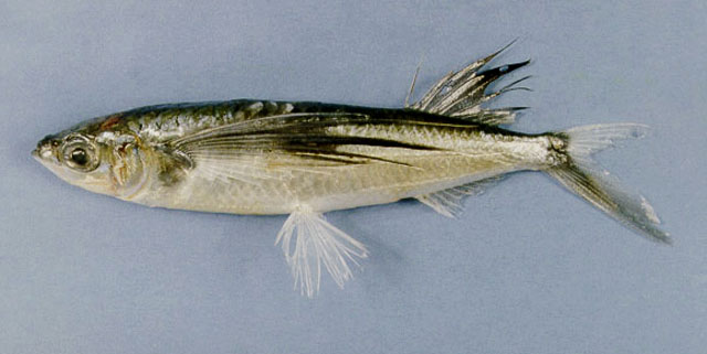 Parexocoetus mento