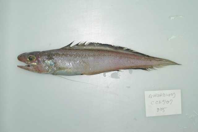 Homostolus acer