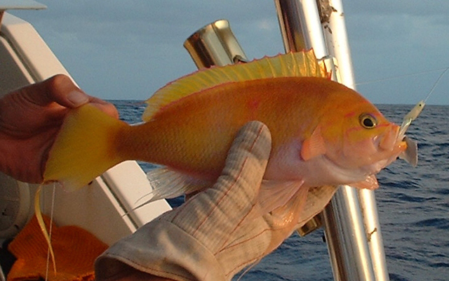 Holanthias fronticinctus