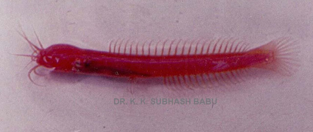 Horaglanis krishnai