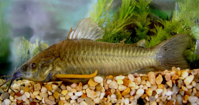 Hoplosternum littorale