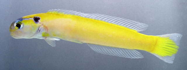 Hoplolatilus fourmanoiri