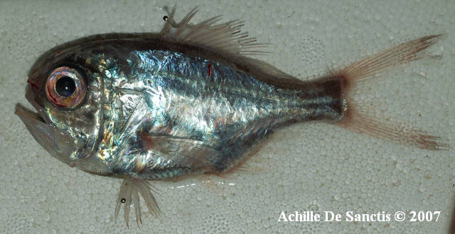 Hoplostethus mediterraneus